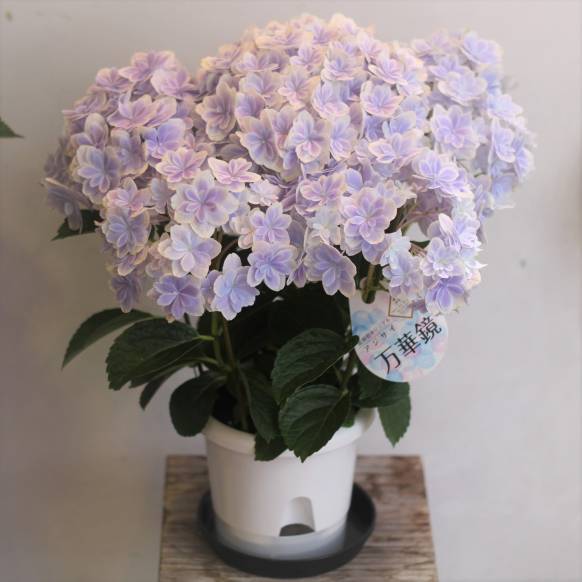 アジサイ「万華鏡」ブルー